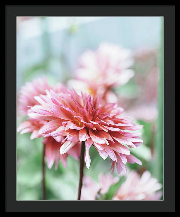 Pink Dahlia - Framed Print