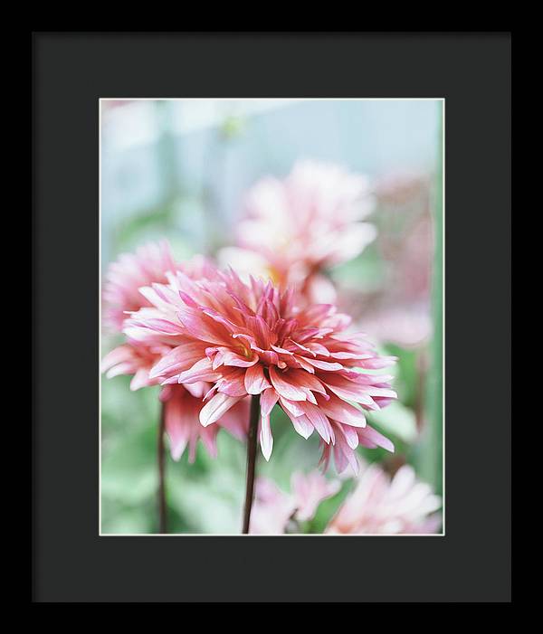 Pink Dahlia - Framed Print