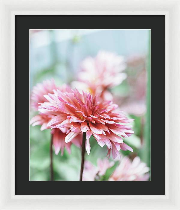 Pink Dahlia - Framed Print