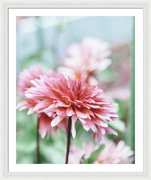 Pink Dahlia - Framed Print