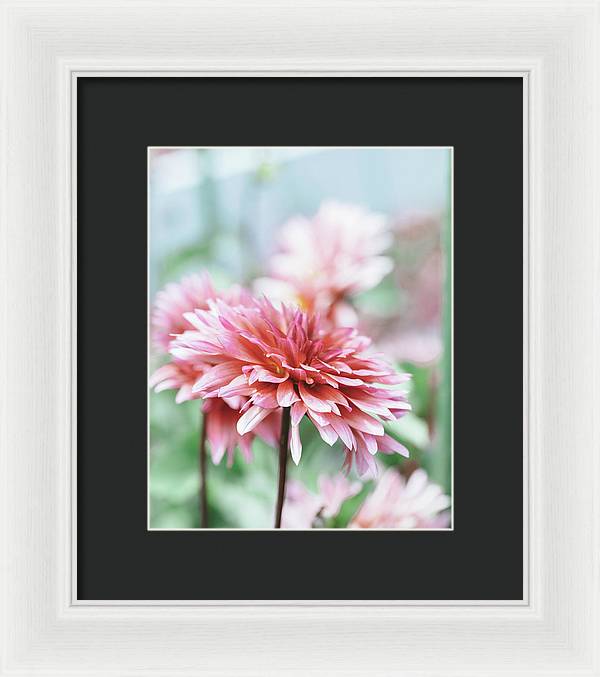 Pink Dahlia - Framed Print