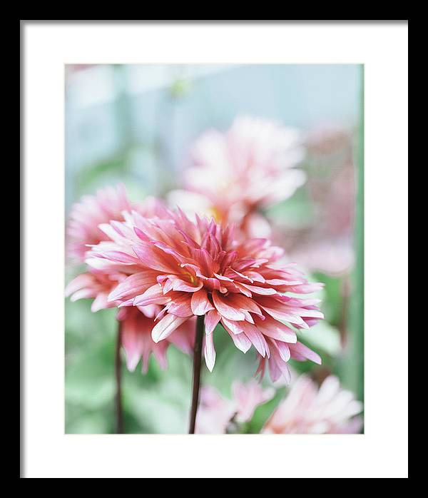 Pink Dahlia - Framed Print