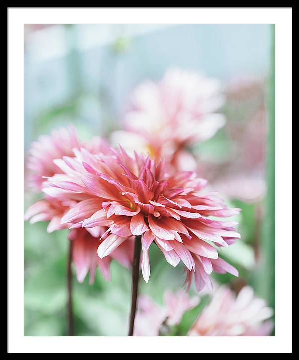 Pink Dahlia - Framed Print