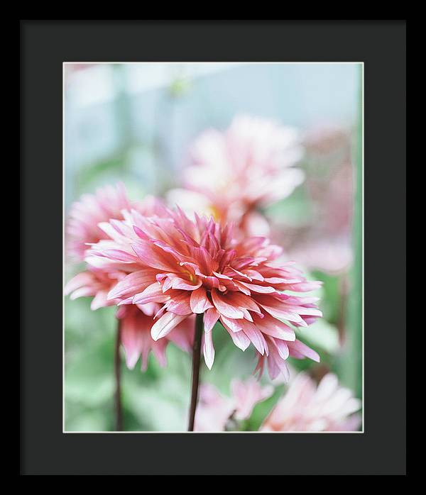 Pink Dahlia - Framed Print