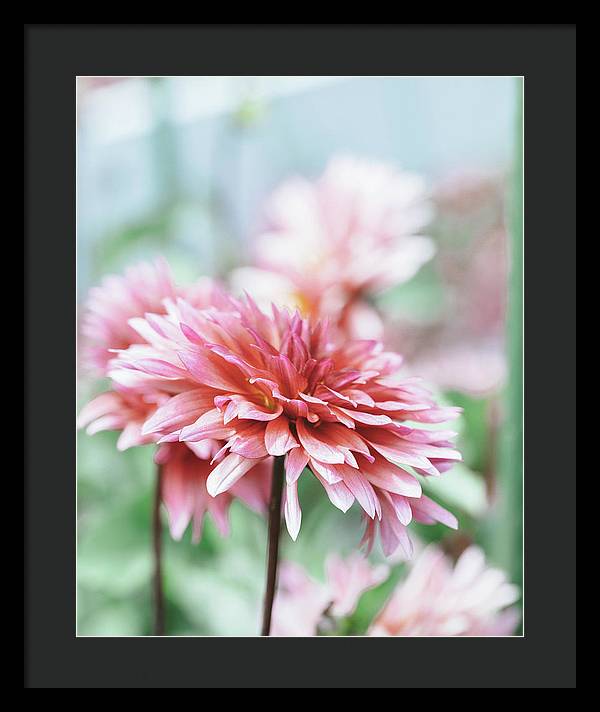 Pink Dahlia - Framed Print