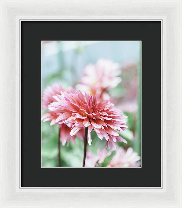 Pink Dahlia - Framed Print