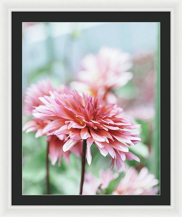 Pink Dahlia - Framed Print