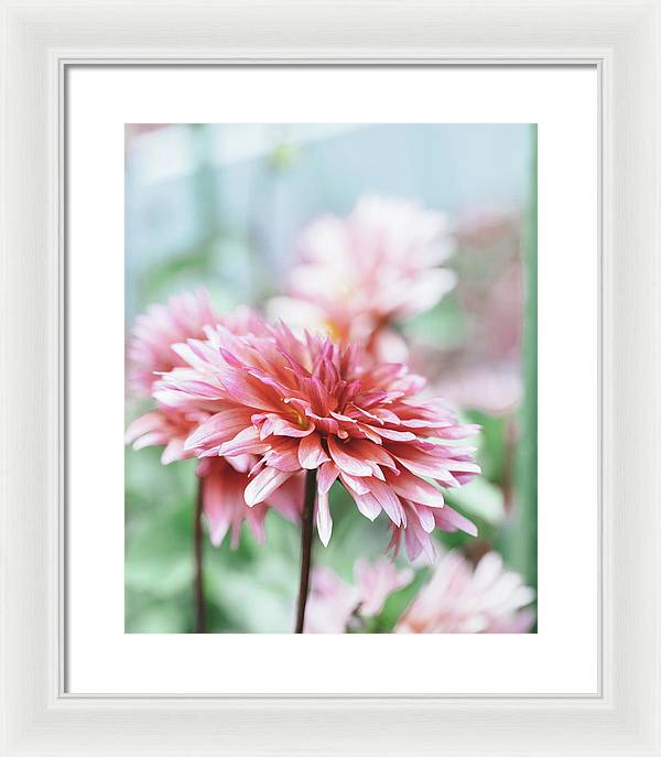 Pink Dahlia - Framed Print