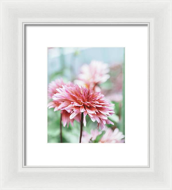 Pink Dahlia - Framed Print