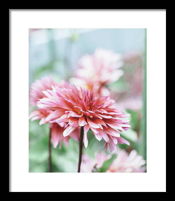 Pink Dahlia - Framed Print
