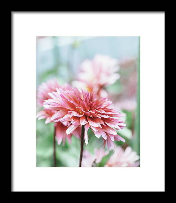 Pink Dahlia - Framed Print