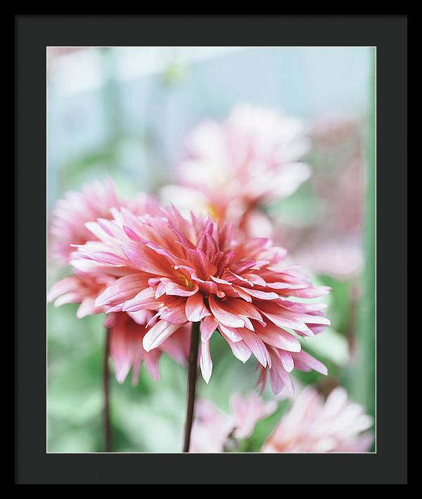 Pink Dahlia - Framed Print