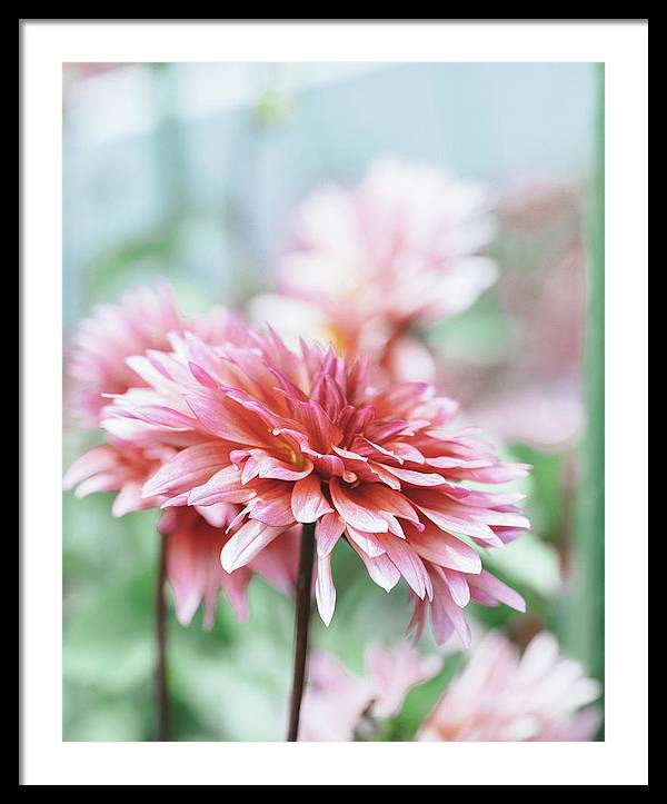 Pink Dahlia - Framed Print