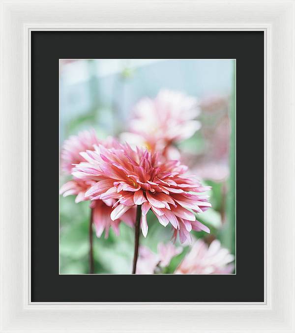 Pink Dahlia - Framed Print