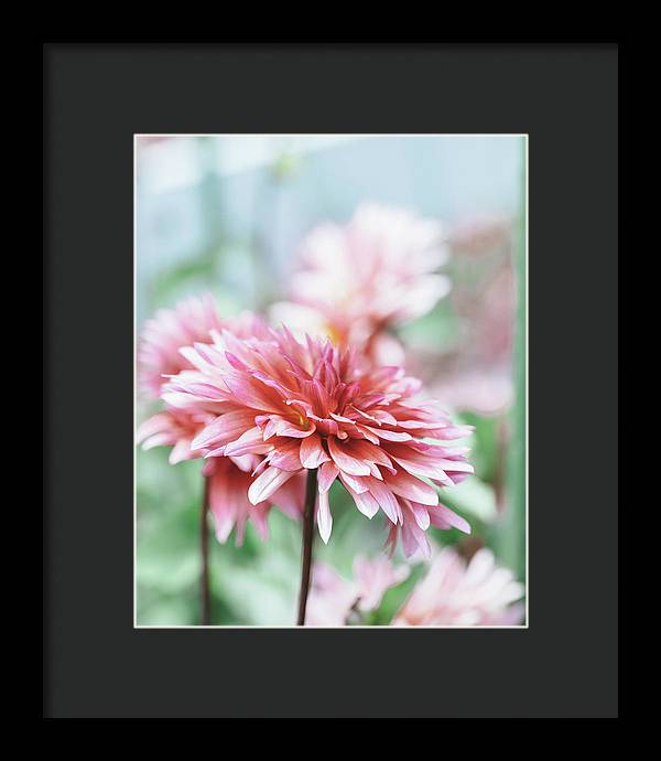 Pink Dahlia - Framed Print