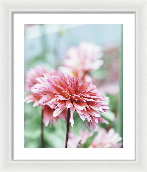 Pink Dahlia - Framed Print