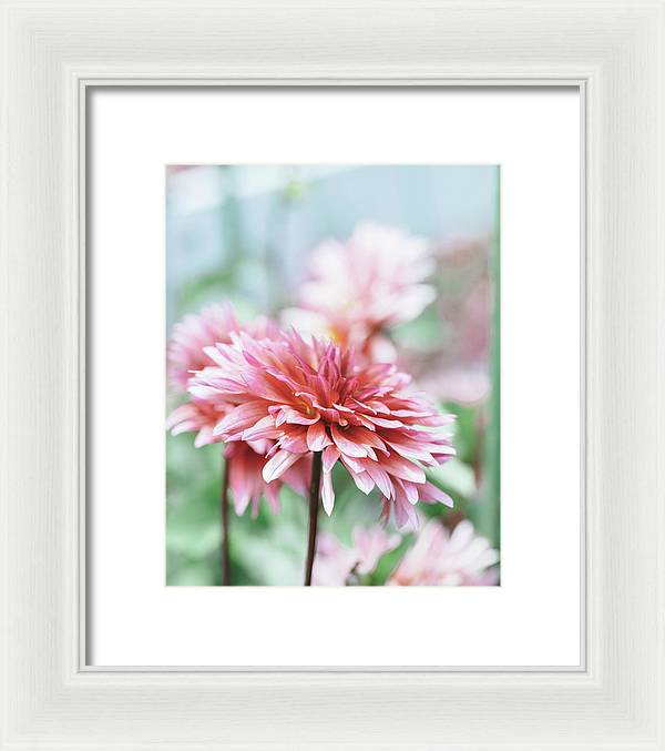 Pink Dahlia - Framed Print