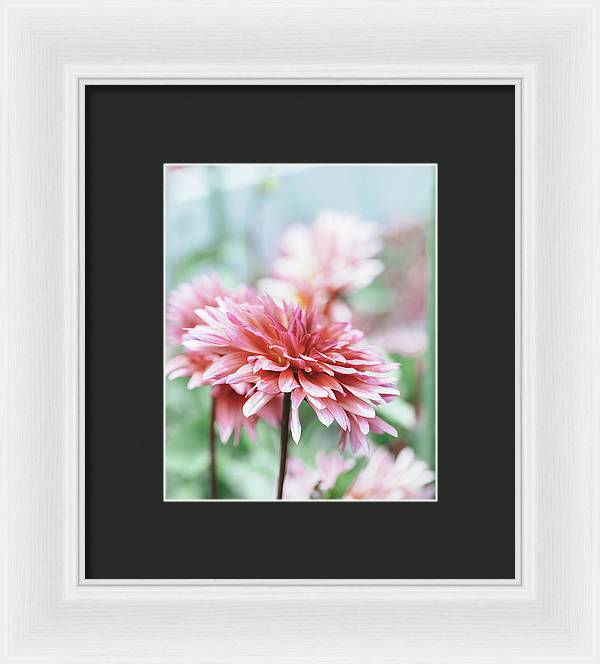 Pink Dahlia - Framed Print