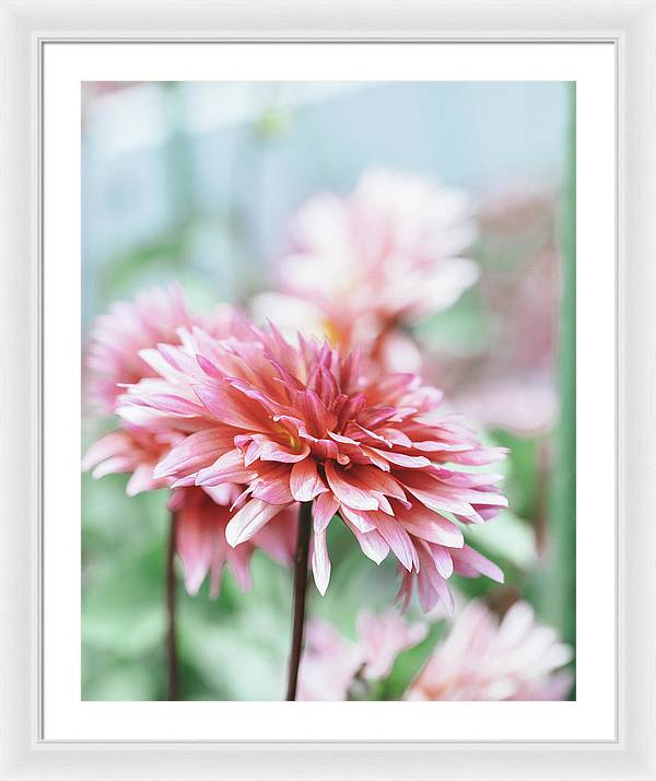 Pink Dahlia - Framed Print