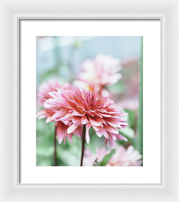 Pink Dahlia - Framed Print