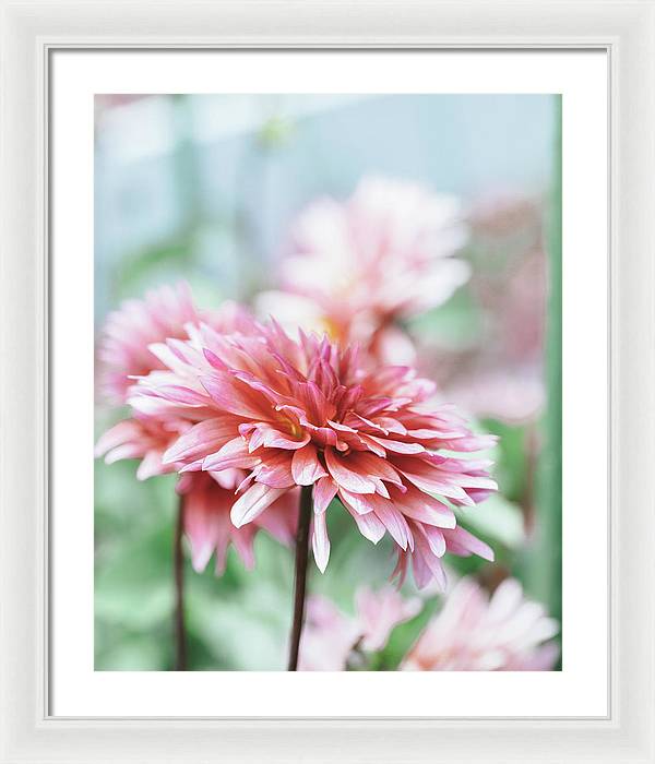 Pink Dahlia - Framed Print