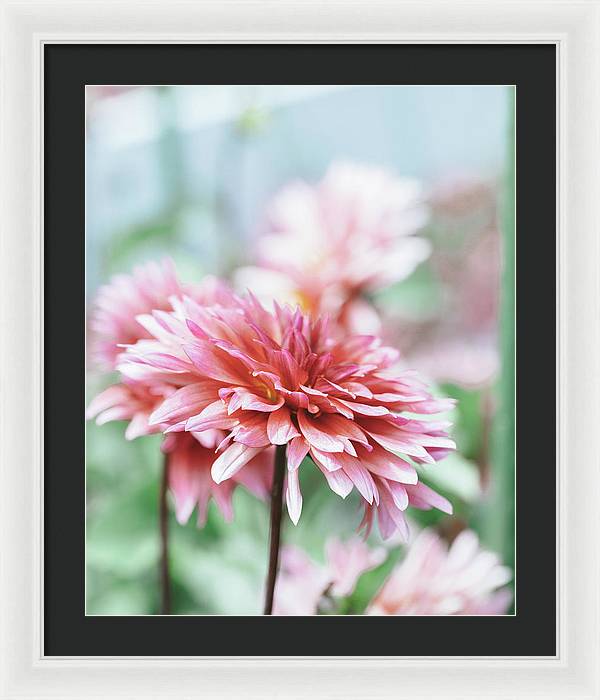 Pink Dahlia - Framed Print