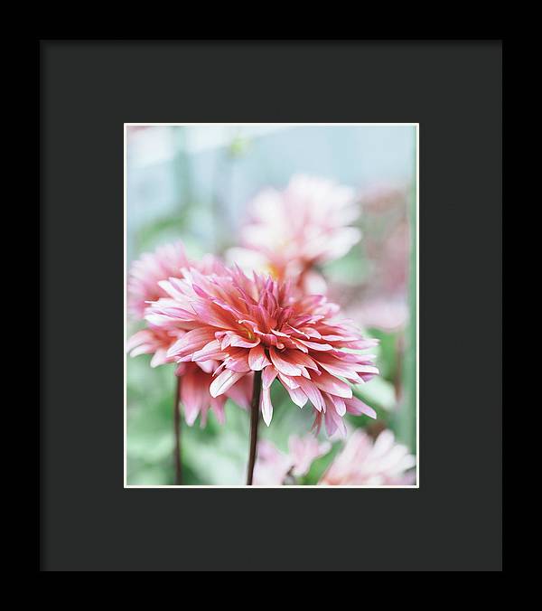 Pink Dahlia - Framed Print