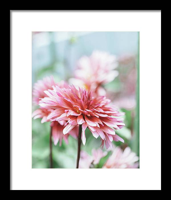 Pink Dahlia - Framed Print
