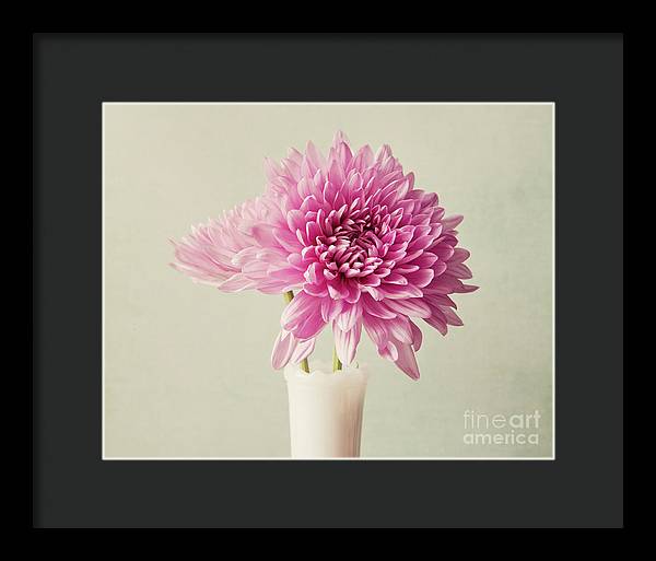 Pink Mums - Framed Print