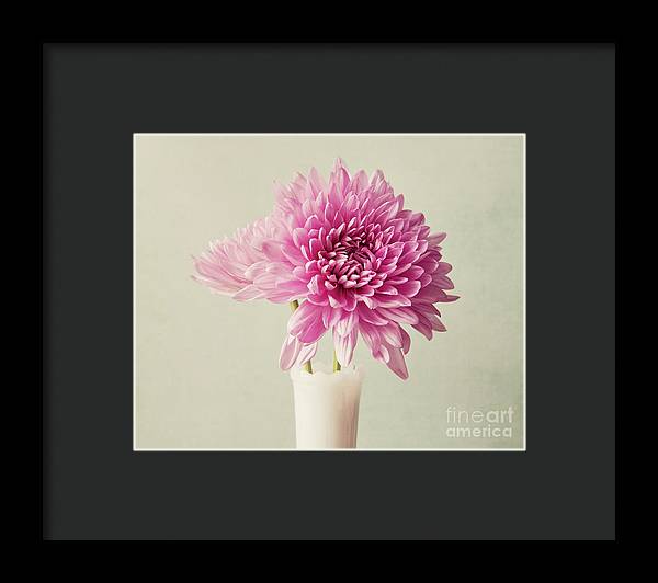 Pink Mums - Framed Print