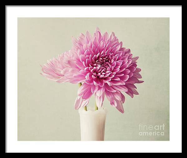 Pink Mums - Framed Print