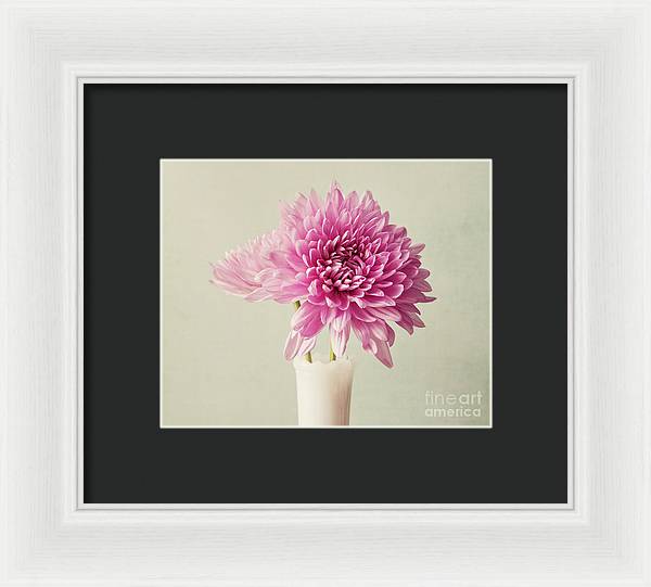 Pink Mums - Framed Print