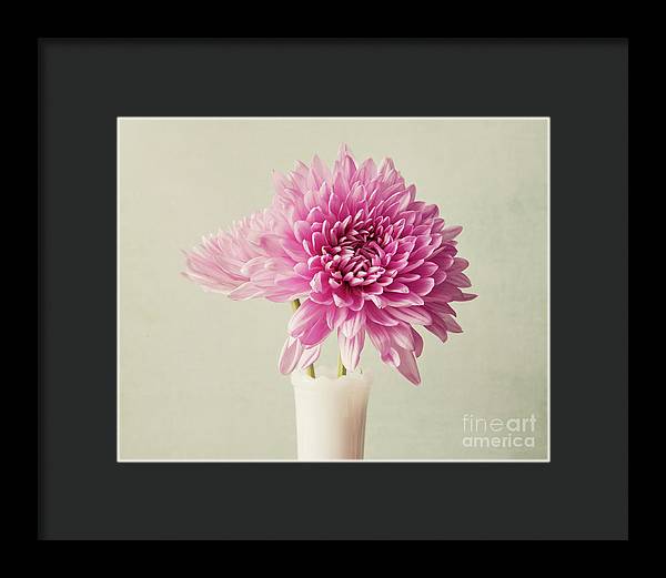 Pink Mums - Framed Print