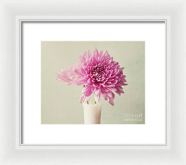 Pink Mums - Framed Print