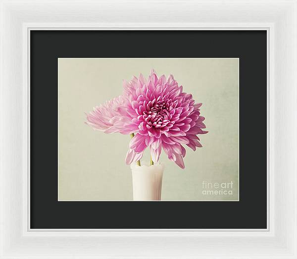 Pink Mums - Framed Print