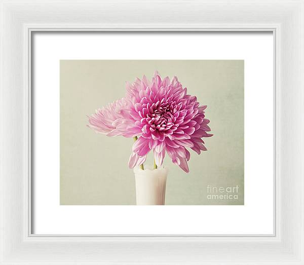 Pink Mums - Framed Print