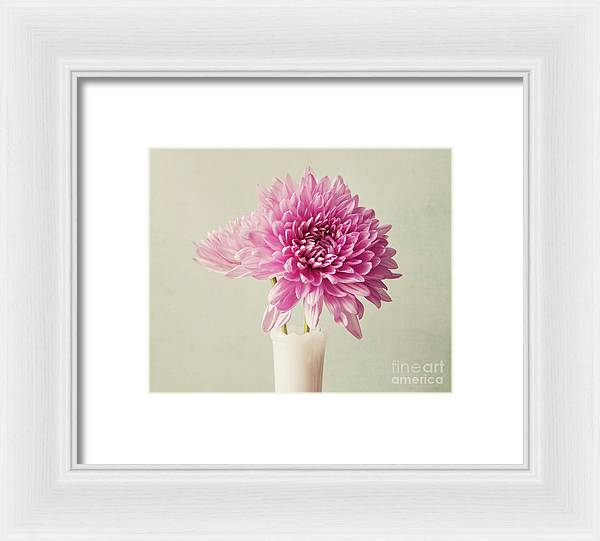 Pink Mums - Framed Print