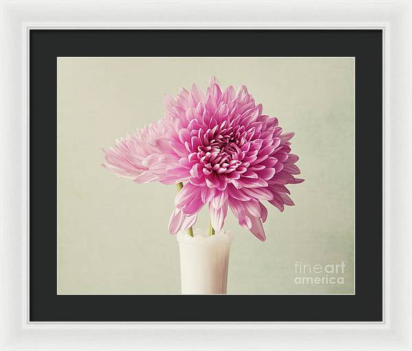 Pink Mums - Framed Print