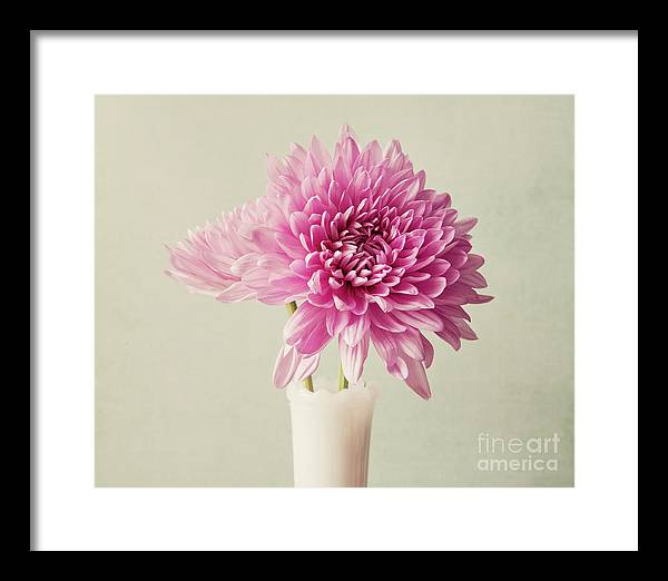 Pink Mums - Framed Print
