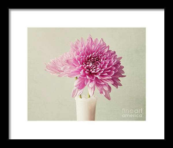 Pink Mums - Framed Print