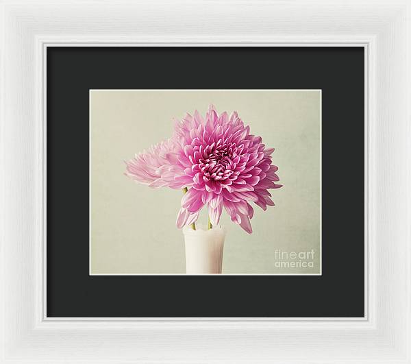 Pink Mums - Framed Print