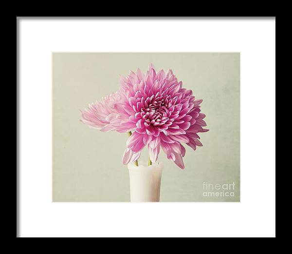 Pink Mums - Framed Print