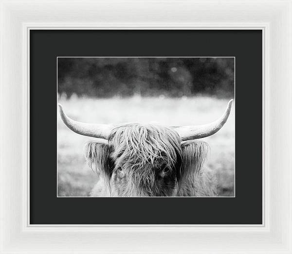 Scottish Highland Cattle Black and White - Framed Print