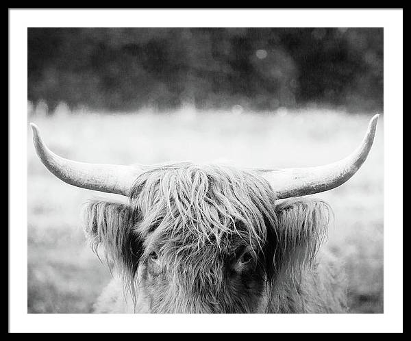 Scottish Highland Cattle Black and White - Framed Print