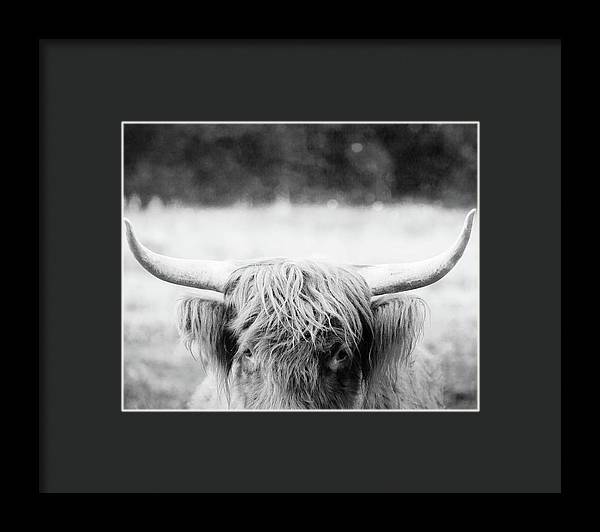 Scottish Highland Cattle Black and White - Framed Print