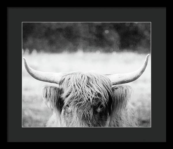 Scottish Highland Cattle Black and White - Framed Print