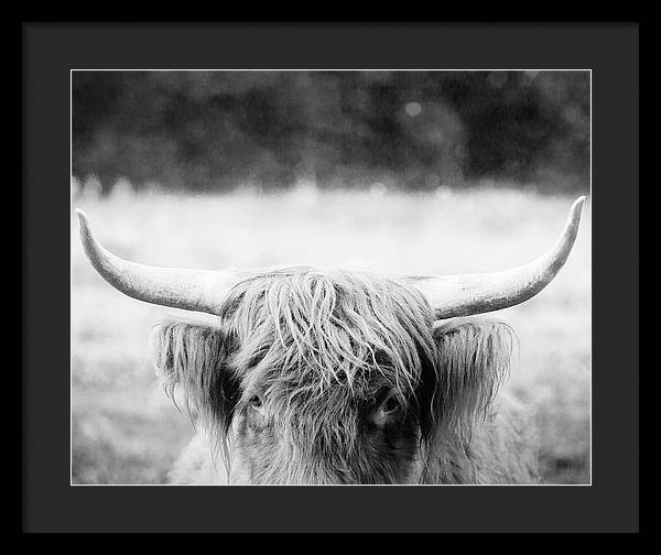 Scottish Highland Cattle Black and White - Framed Print