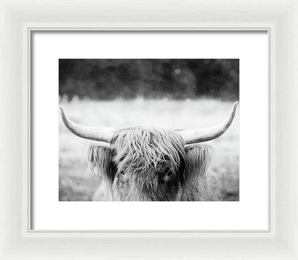 Scottish Highland Cattle Black and White - Framed Print