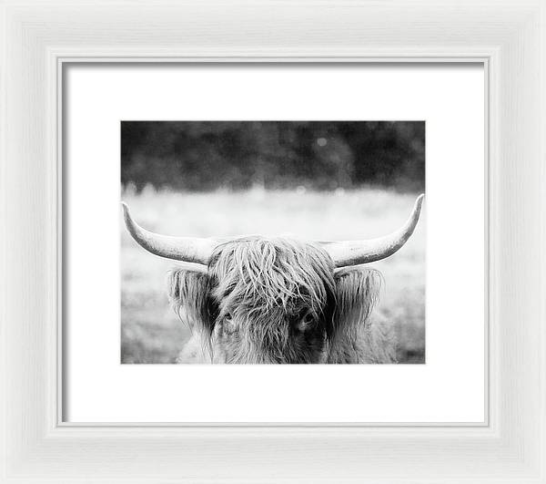 Scottish Highland Cattle Black and White - Framed Print