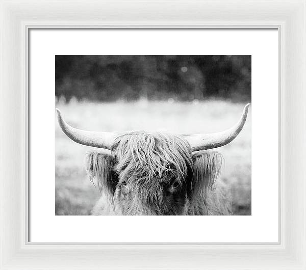 Scottish Highland Cattle Black and White - Framed Print